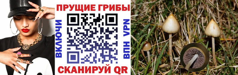 купить  сайты  blacksprut ONION  Псилоцибиновые грибы мицелий  Дубна 